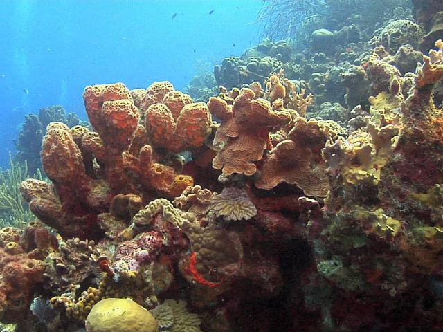 Массовое вымирание кораллов Карибского моря.